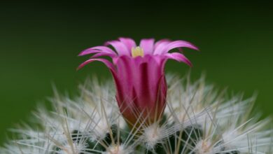 Photo of Cómo hacer que los cactus florezcan