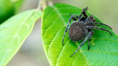 Photo of Cómo saber si una picadura de araña es venenosa, según los expertos