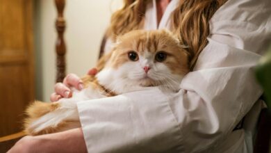 Photo of Cómo los gatos eligen a sus humanos favoritos