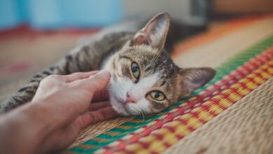 Photo of Las señales que indican que tu gato transita sus últimos días, según los expertos