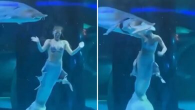 Photo of China: un pez grande le mordió la cabeza a una mujer que trabajaba de sirena en un acuario