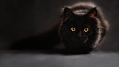 Photo of Un estudio demostró que los gatos entienden mejor el lenguaje humano de lo que se creía