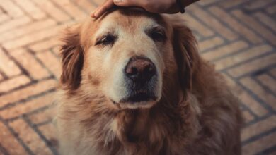 Photo of A qué edad los perros entran en la vejez