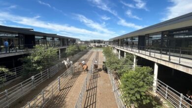 Photo of Vacunos: precios con altibajos en el Mercado Agroganadero de Cañuelas