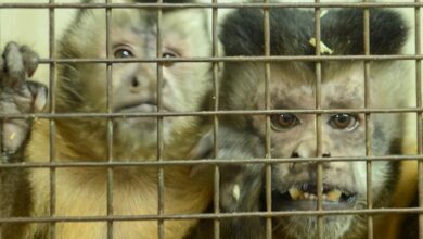 Photo of El dilema del último bioterio con monos del país: de un oscuro subsuelo porteño a un santuario en un continente ajeno a la especie