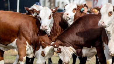 Photo of La raza Braford se mostrará en Expoagro 2025 con concursos, remates y degustaciones de carne