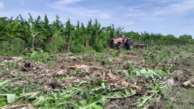 Photo of “Milei se puso de acuerdo con Insfrán”: por una crisis agónica, en Formosa destruyeron la mitad de las plantaciones de bananas