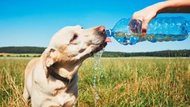 Photo of Qué hacer para cuidar a tu mascota durante una ola de calor