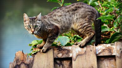 Photo of A qué se debe el patrón de rayas y manchas en el pelaje de los gatos, según la ciencia