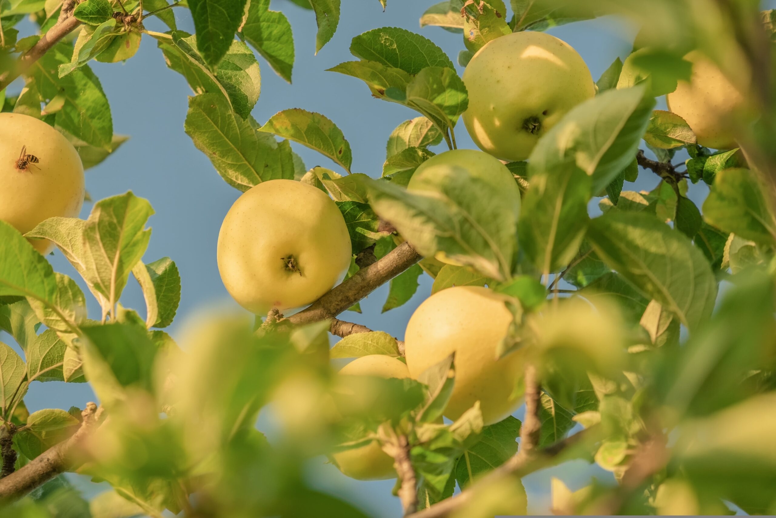 Photo of Cuál es la mejor fruta para un diabético, que además ayuda a limpiar el hígado