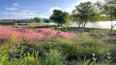 Photo of Jardines de lluvia: cómo son y por qué reducen los riesgos de inundaciones y contaminación en el agua