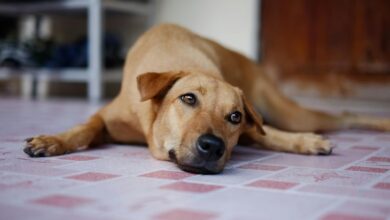 Photo of Cómo evitar un golpe de calor en las mascotas