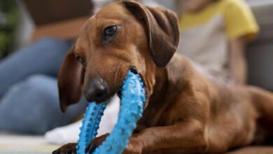 Photo of Un experto reveló qué significa que tu mascota te traiga un objeto en la boca