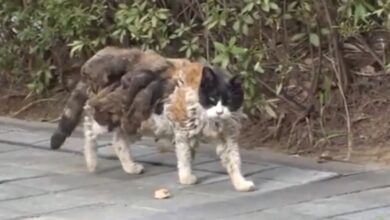 Photo of La historia de Samsaek, la gata callejera que fue salvada por los vecinos después de vivir 10 años en la calle