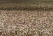 Photo of Las lluvias del fin de semana fueron insuficientes para revertir la critica situación de los cultivos