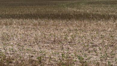 Photo of Las lluvias del fin de semana fueron insuficientes para revertir la critica situación de los cultivos