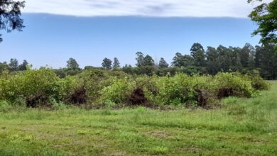 Photo of “Inviables”: la drástica decisión, luego de 45 años de una historia familiar, que tomó una productora con una plantación de limón