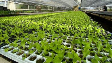 Photo of RGA Agroproductiva: se estima la entrega de 1.800.000 plantines de verduras para esta temporada