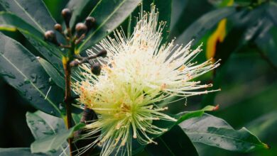 Photo of La planta que se debe cultivar en casa: su aroma supera al de cualquier perfume