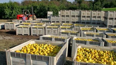 Photo of “Libertad de cosecha”: el Gobierno reestructuró y facilitó la manera de producir frutas