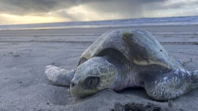 Photo of Por qué aparecen cada vez más tortugas marinas en las costas de Oregon: qué es el choque hipotérmico