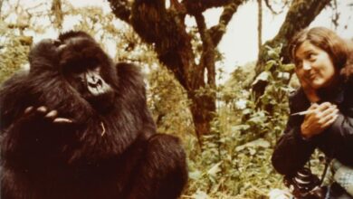 Photo of El crimen de Dian Fossey: 40 años de misterio y la historia real de “Gorilas en la niebla”