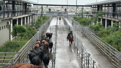 Photo of Vacunos: oferta moderada y demanda tranquila en el Mercado Agroganadero de Cañuelas