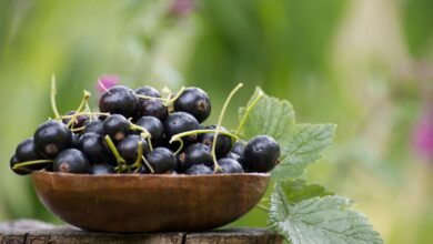 Photo of “Oro negro”: el superalimento, rico en vitamina C y muy poco conocido, que actúa como antioxidante