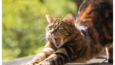 Photo of Por qué mi gato bosteza: cinco motivos para entender este comportamiento