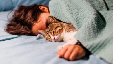 Photo of Cuidados, comida y salidas: las tendencias que marcan cada vez más las vidas de perros y gatos