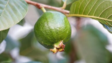 Photo of La fruta rica en proteínas que fortalece los huesos y ayuda a ganar masa muscular