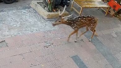 Photo of Un ciervo apareció en el centro de ciudad de Córdoba, ingresó a una óptica y murió