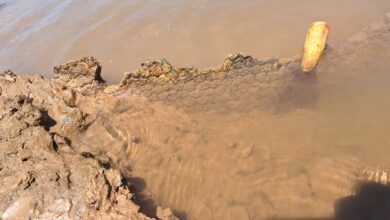 Photo of Hallaron restos de un gliptodonte en un rió de Córdoba que podrían tener más de 11700 años