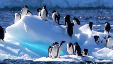 Photo of Alerta en la Antártida. Se registra la peor crisis de gripe aviar en ese continente, qué papel juegan los pingüinos