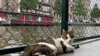 Photo of Cómo es el “barco de los gatos”, el único refugio flotante de animales que existe en el mundo y está en Ámsterdam