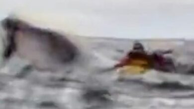 Photo of Un joven que hacía kayak en el estrecho de Magallanes fue tragado por una ballena jorobada, que luego lo expulsó