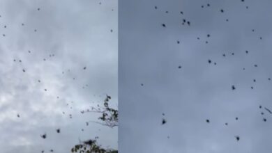 Photo of El espeluznante video de la lluvia de cientos de arañas que sorprendió a Brasil