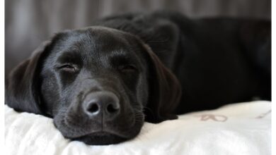 Photo of ¿Por qué los perros tienen la nariz fría?