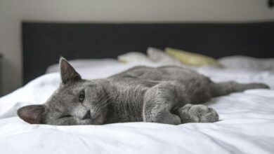 Photo of El motivo por el que los gatos duermen tantas horas al día