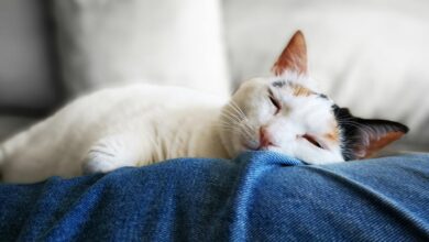 Photo of Las razones más comunes por las cuales los gatos eligen dormir con su dueño