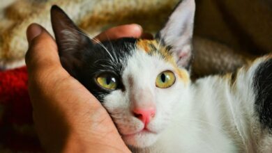 Photo of Qué son los gatos calicó y cuál es el secreto que esconden