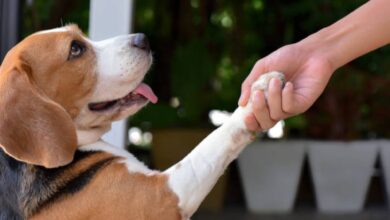 Photo of Cuáles son los seis motivos por los que tu perro te pone la patita encima