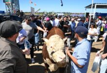 Photo of Expoagro: ejemplo único en el mundo