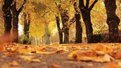 Photo of Qué es el equinoccio de otoño y cuándo es