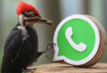 Photo of Cómo activar el “modo pájaro carpintero” en WhatsApp