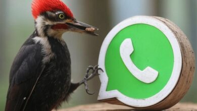 Photo of Cómo activar el “modo pájaro carpintero” en WhatsApp