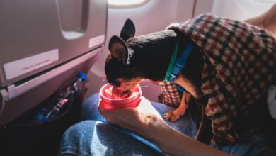 Photo of De Nueva York a Florida: lanzan una nueva ruta aérea en EE.UU. para viajar con mascotas