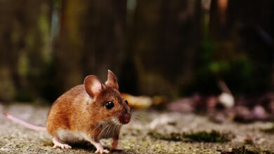 Photo of Cómo alejar a las ratas y los ratones del hogar: las cinco plantas que los espantan