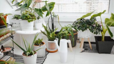 Photo of Cuáles son las plantas de interior que conviene tener en casa y sus beneficios