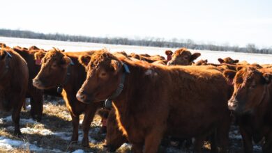 Photo of Cerca virtual: la revolucionaria tecnología con la cual ya no es necesario el alambrado y a las vacas las manejan por teléfono